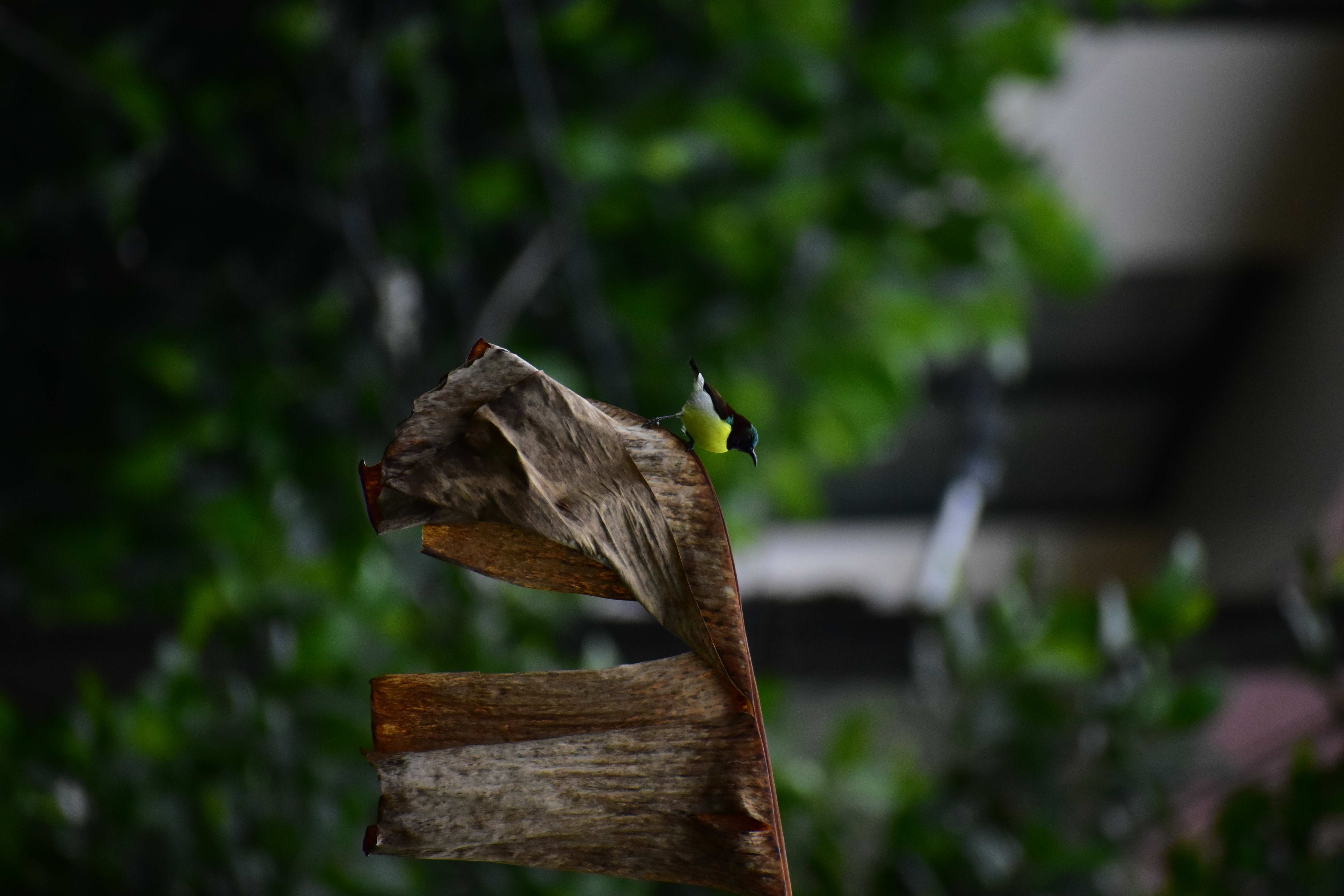 bird photo 1