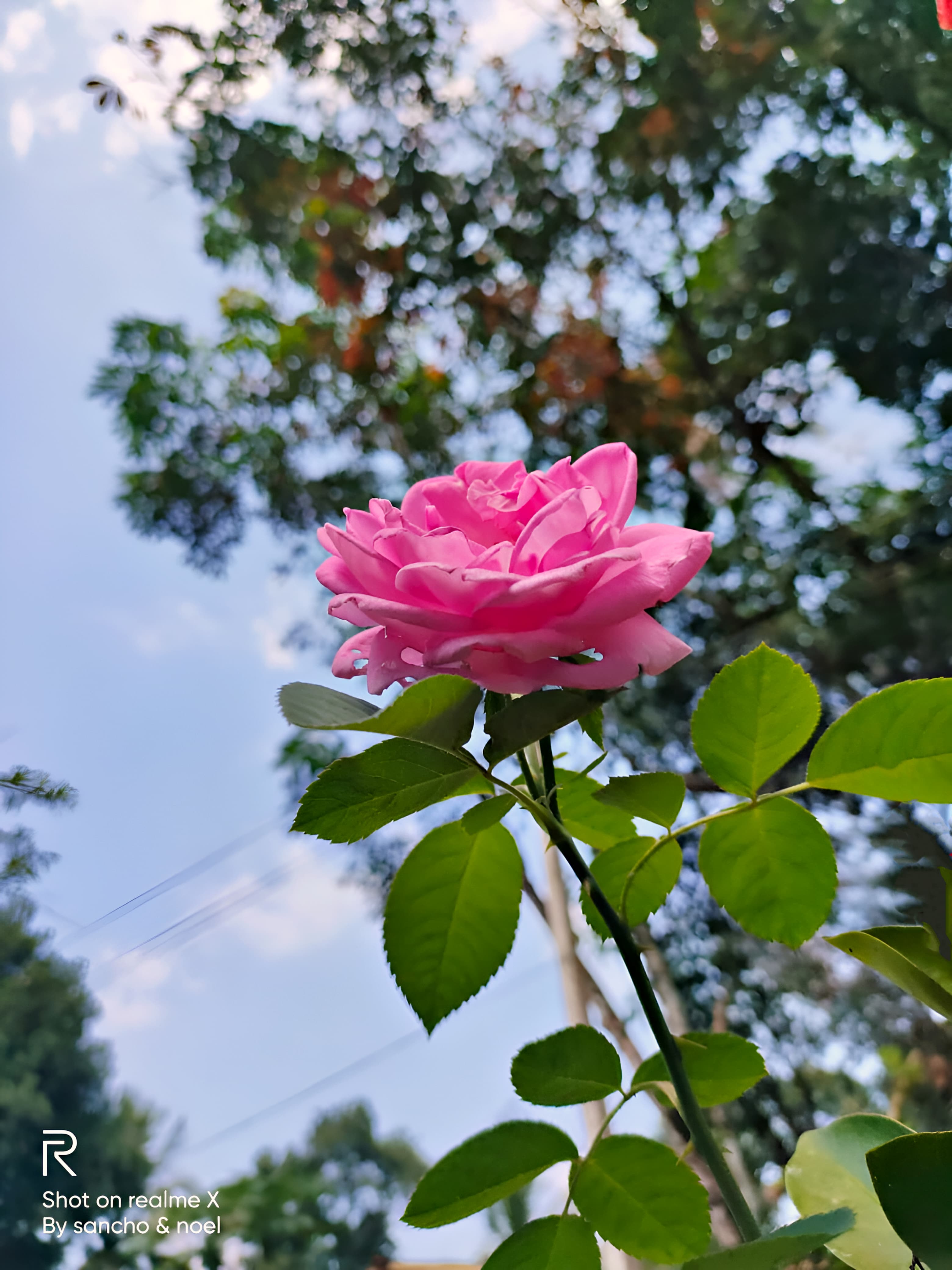 flower photo