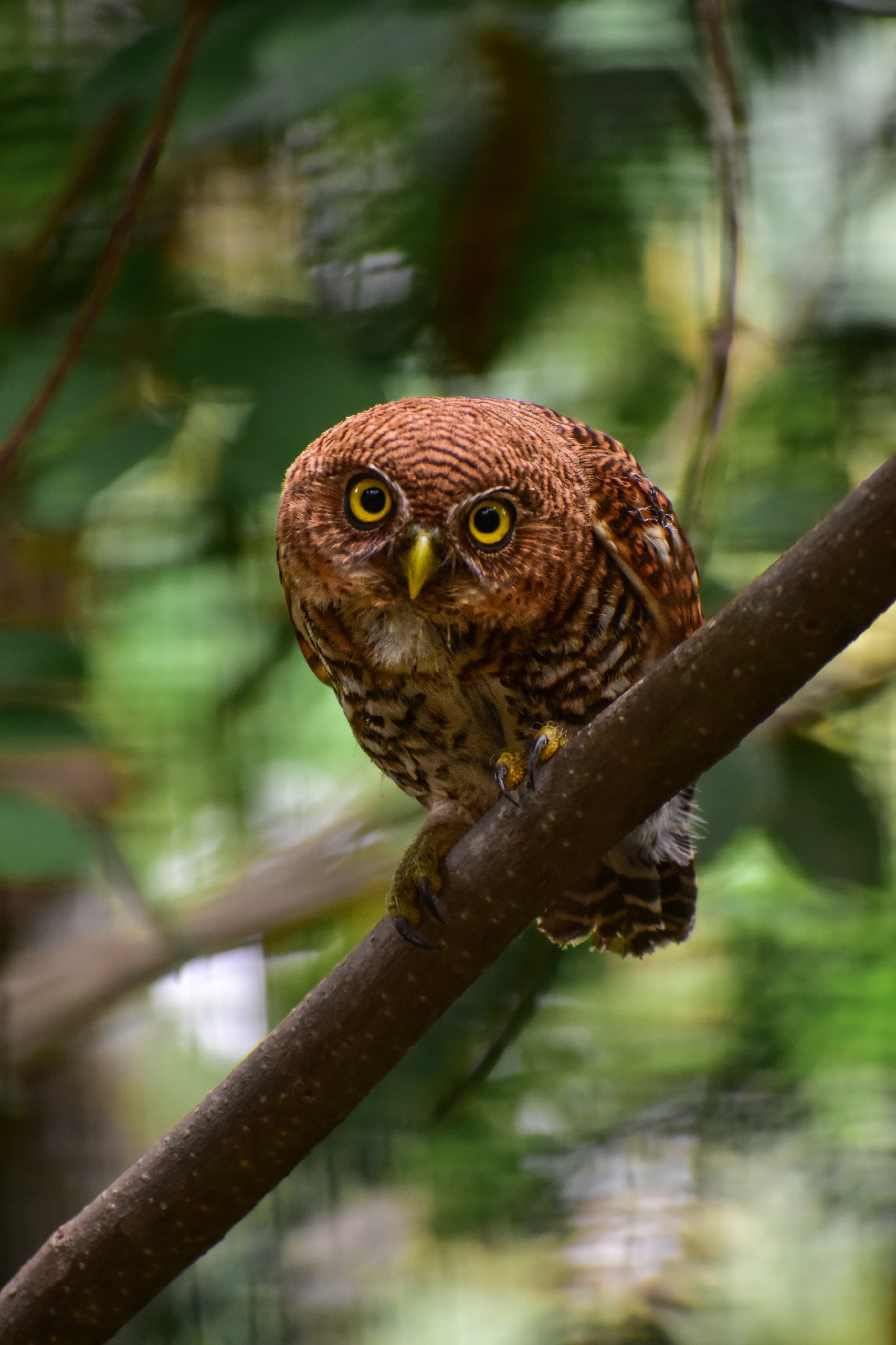 owl photo