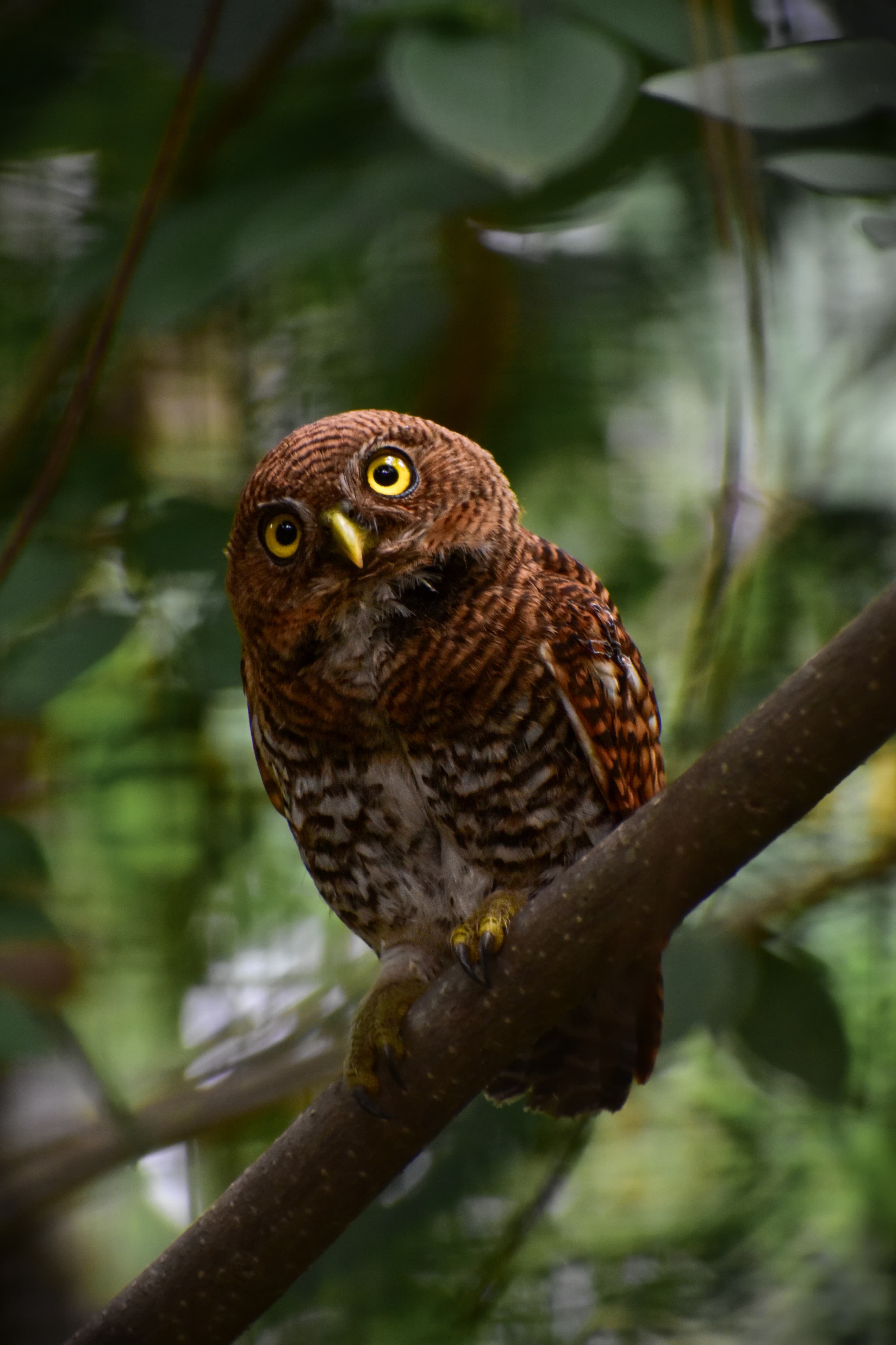 owl photo 2