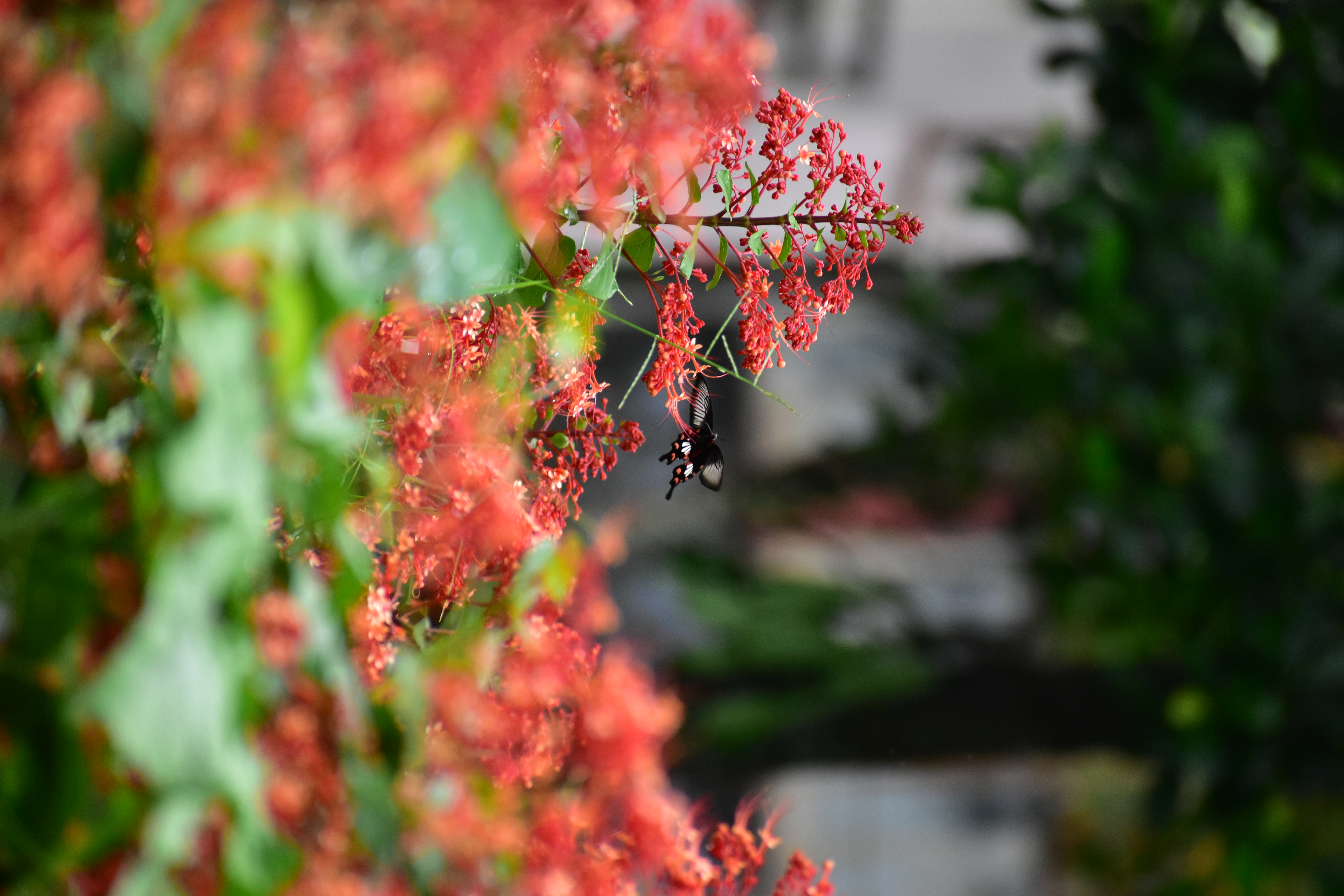butterfly photo